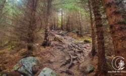 Waldwege hinauf Waldwege hinauf