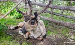 Rentier Karl-Heinz Rentier Karl-Heinz