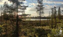 Lapplands grüne Welt Lapplands grüne Welt
