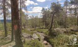 Wege durch den Wald Wege durch den Wald