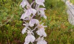 Orchideen am See Orchideen am See