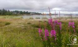 Natur und Strand auf Holmön Natur und Strand auf Holmön