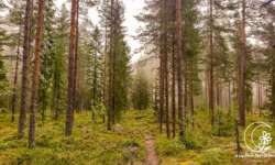 einsame Waldwege einsame Waldwege