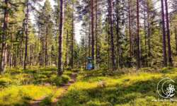 schwedische Wälder schwedische Wälder