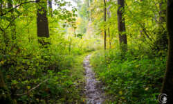 Traumpfade Traumpfade