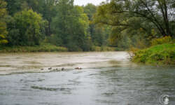 Brenzmündung Brenzmündung