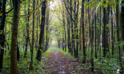 Wald-Wanderwege Wald-Wanderwege
