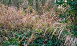 Natur Natur