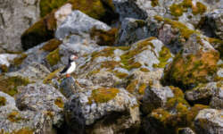 der erste Papageientaucher der erste Papageientaucher