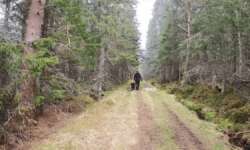 einsame Waldwege einsame Waldwege