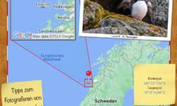 Tipps zum Fotografieren von Papageientauchern Tipps zum Fotografieren von Papageientauchern