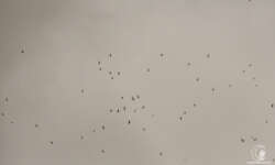 Die Vögel kommen Die Vögel kommen