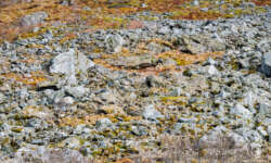 Wo ist der Vogel? Wo ist der Vogel?