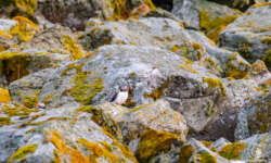 Papageientaucher Papageientaucher