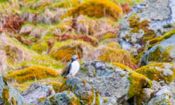 Papageientaucher Papageientaucher