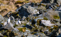 Papageientaucher Papageientaucher