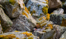 Papageientaucher Papageientaucher