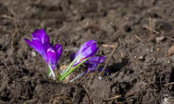 Noch mehr Frühling Noch mehr Frühling