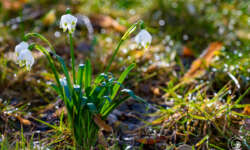 Märzenbecher Märzenbecher