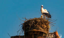 Störche im Altmühltal Störche im Altmühltal