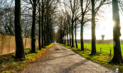 Noch mehr Allee Noch mehr Allee