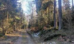 Gemütlich durch den Wald Gemütlich durch den Wald
