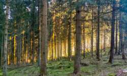 Morgenstimmung Morgenstimmung