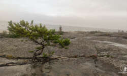 ein einsamer Baum ein einsamer Baum