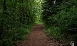 Weg durch den Wald Weg durch den Wald