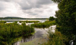verlandender See verlandender See