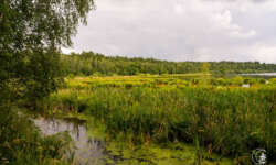 Blick über den See Blick über den See