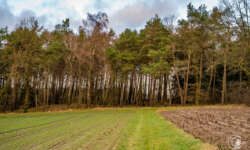 Im Buchenwald Im Buchenwald