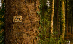 Das Wegzeichen - nur in eine Richtung Das Wegzeichen - nur in eine Richtung