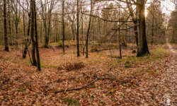 Alter Steinbruch? Alter Steinbruch?