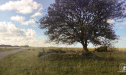 Gotlands Natur entdecken Gotlands Natur entdecken