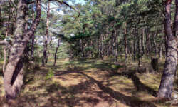 Strandkiefern Strandkiefern