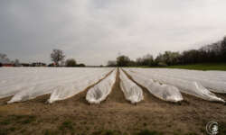 Spargelfelder Spargelfelder