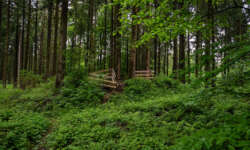 Versteckt im Wald Versteckt im Wald