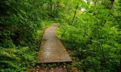 Bohlenweg in Richtung Wasserfall Bohlenweg in Richtung Wasserfall
