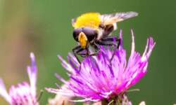 Schwebfliege Schwebfliege