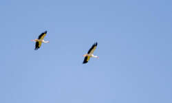 Störche bei Flugübungen Störche bei Flugübungen