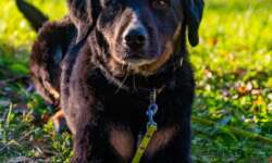 Maxi in den Waldkarpaten Maxi in den Waldkarpaten