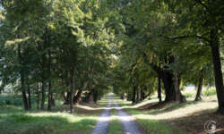 Die Alle im Osten Die Alle im Osten