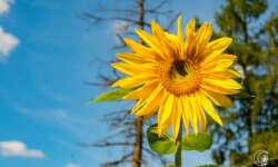 Kirchgarten Kirchgarten