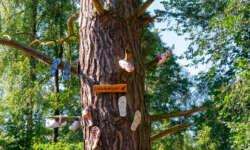 Latschenkiefer Latschenkiefer