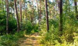 Schöne Waldwege Schöne Waldwege