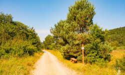 Einsame Forststraße durchs Tal Einsame Forststraße durchs Tal