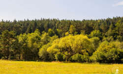 Zwischen Luchsen, Wölfen und Bären Zwischen Luchsen, Wölfen und Bären