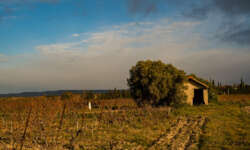 die kleinen Hütten der Weinbauern die kleinen Hütten der Weinbauern