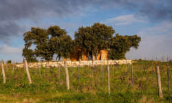 die großen Hütten der Weinbauern die großen Hütten der Weinbauern